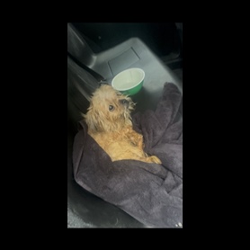 Photo of Animal Cruelty